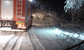 Viscolul și ninsoarea au făcut ravagii la Cluj. Zeci de arbori s-au rupt și au căzut pe carosabil