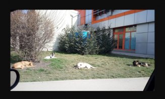 Haitele de câini, la vânătoare în Turda: "E mai rău decât în Vestul Sălbatic! NIMENI nu face NIMIC"
