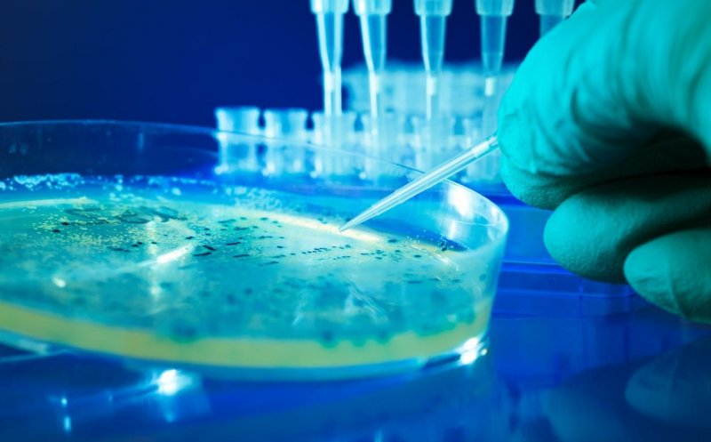 Medicii trag un semnal de alarmă! Două bacterii periculoase pentru om nu mai răspund la antibiotice