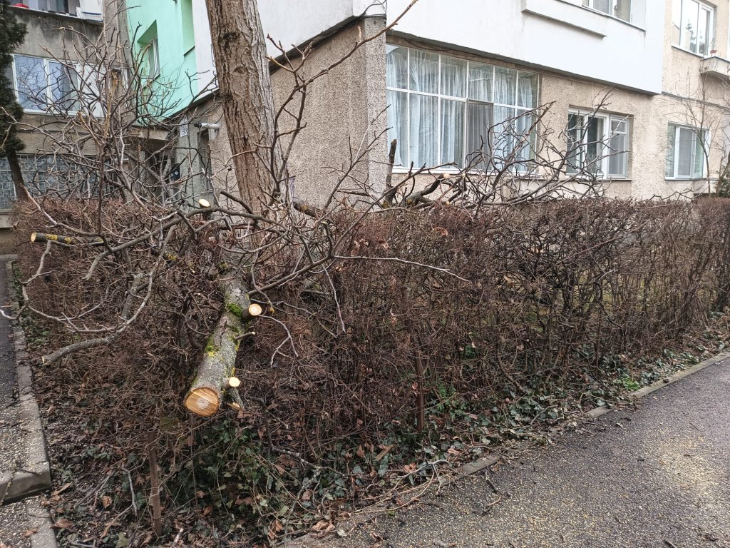 Păzea! Au început toaletările de primăvară în cartierele din Cluj-Napoca