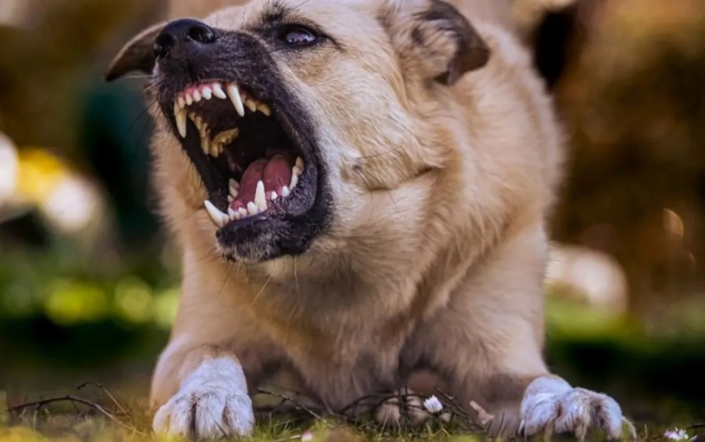 Copil mușcat de câine, poliţiştii nicăieri. Oamenii sar în apărarea animalului: "era abandonat, traumatizat, speriat"