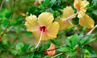 Antioxidanţii din hibiscus pot ajuta la slăbit