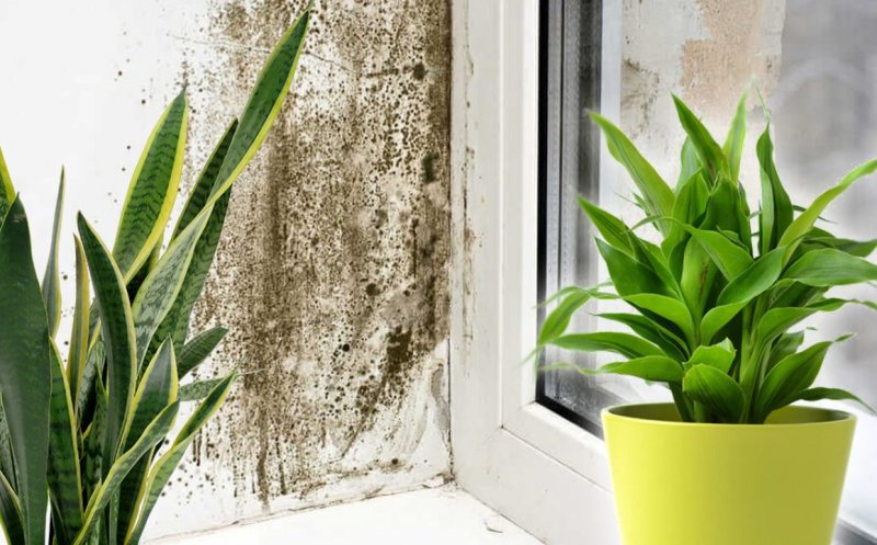 Cele mai eficiente plante de apartament împotriva prafului și mucegaiului