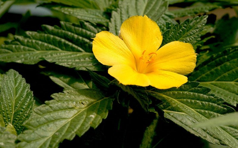 Planta medicinală care crește libidoul la ambele sexe