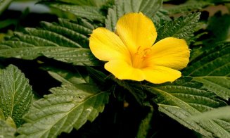 Planta medicinală care crește libidoul la ambele sexe