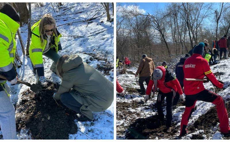 Voluntarii clujeni au plantat 2000 de copaci în zona Cheile Turzii