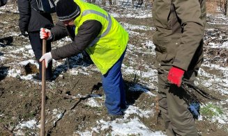 Voluntarii clujeni au plantat 2000 de copaci în zona Cheile Turzii