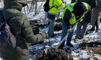 Voluntarii clujeni au plantat 2000 de copaci în zona Cheile Turzii