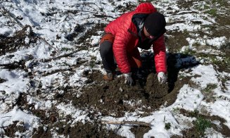 Voluntarii clujeni au plantat 2000 de copaci în zona Cheile Turzii