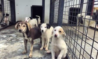 Aproape 500 de câini fără stăpân, capturați la Cluj-Napoca
