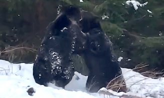 "Fight Club" între doi urşi. Filmare de excepţie într-o pădure din România / "Încăierările serioase urmează la toamnă"
