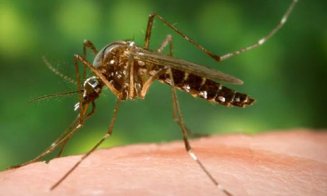 ALERTĂ! Risc de epidemii cauzate de țânțarii Aedes. Înțepăturile pot răspândi boli mortale și nu există vaccin