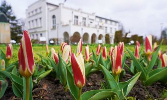 A venit primăvara! Feerie în Grădina Botanică din Cluj