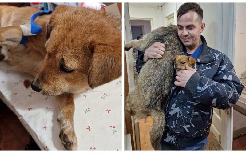 Peste 100 de căței, sterilizați gratuit la Dej. Asociație: „Facem tot ce este necesar”