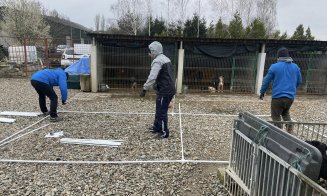 Peste 100 de căței, sterilizați gratuit la Dej. Asociație: „Facem tot ce este necesar”