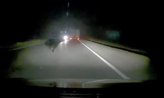 Urs lovit de mașină pe Cluj-Gherla. Animalul a apărut brusc pe șosea: Atenție, imagini cu puternic impact emoțional!