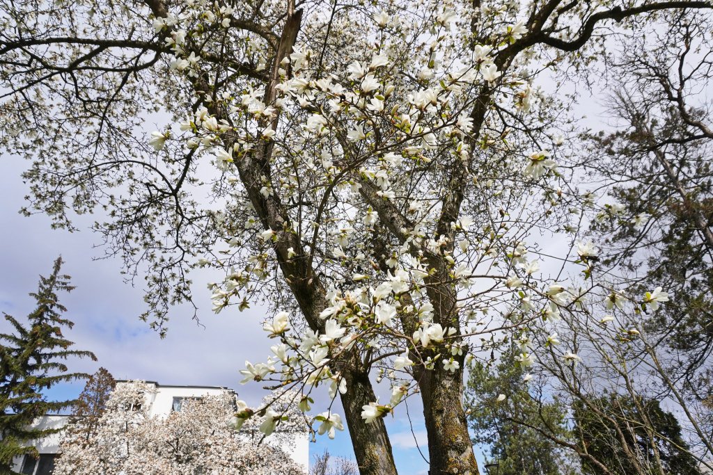 IMAGINI SUPERBE din Grădina Botanică a Clujului. E deschisă și de Paște!