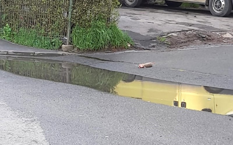 Şobolani morţi pe o stradă din Cluj-Napoca / "Ne este scârbă, dar şi frică de cei vii care mai circulă în zonă"