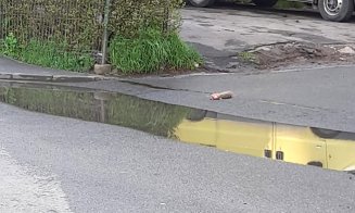 Şobolani morţi pe o stradă din Cluj-Napoca / "Ne este scârbă, dar şi frică de cei vii care mai circulă în zonă"