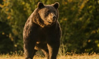 Incidente îngrijorătoare pe Autostrada Transilvania: Doi urşi au murit după ce au reușit să pătrundă pe șosea