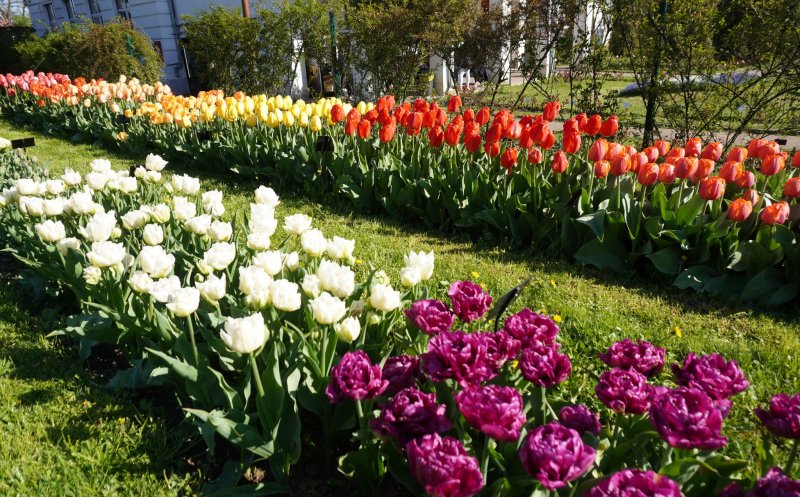 Paradisul lalelelor la Grădina Botanică din Cluj-Napoca. Program nou de 1 mai