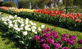 Paradisul lalelelor la Gradina Botanică din Cluj-Napoca. Program nou de 1 mai