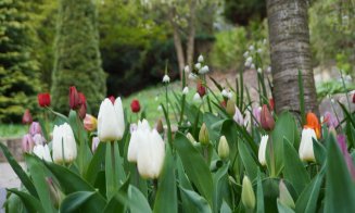 Paradisul lalelelor la Gradina Botanică din Cluj-Napoca. Program nou de 1 mai