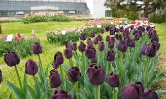 Paradisul lalelelor la Gradina Botanică din Cluj-Napoca. Program nou de 1 mai