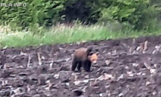 Urs fotografiat lângă o pădure din Cluj, plus tot mai multe urme semnalate de clujeni/ Un tăuraș a fost găsit sfâşiat