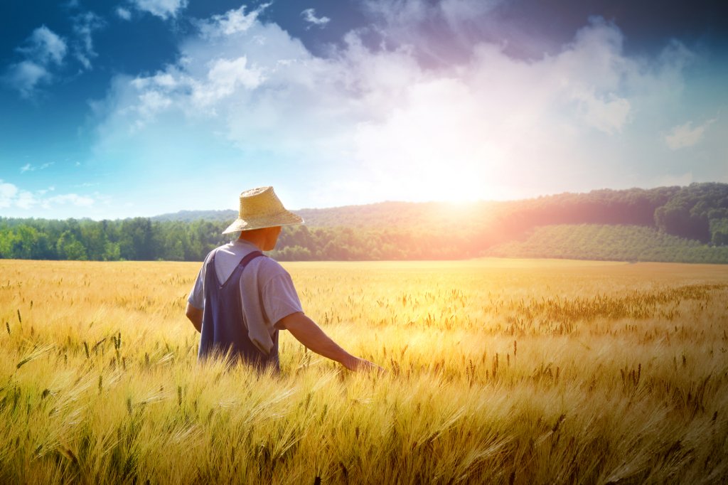 Ministrul Agriculturii: Fermierii afectați de importurile de cereale din Ucraina mai primesc aproape 30 mil. euro de la Comisia Europeană