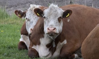 Crescătorii de vaci din România primesc peste 100 milioane lei de la APIA
