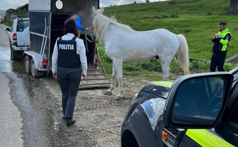 Cal lăsat liber și nesupravegheat pe șoselele din Cluj. Amendă de mii de lei pentru proprietarul animalului