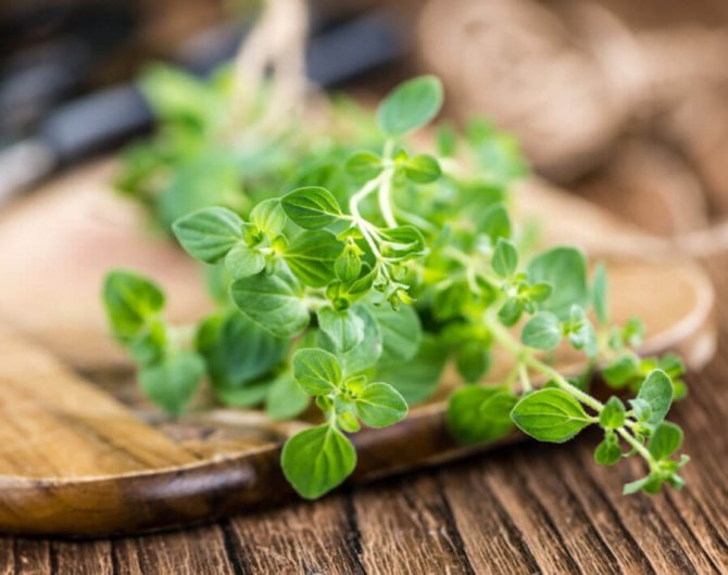 Plantă aromatică în bucătărie, minune pentru sănătate. Vindecă insomnii și dureri de cap, excelent sedativ