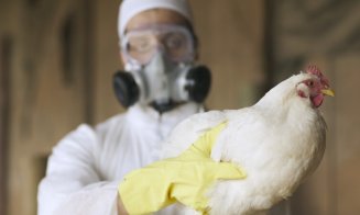 Specialiștii recomandă statelor să înceapă o campanie de vaccinare împotriva gripei aviare