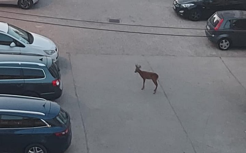 În timp ce alții au simțit cutremurul... "a apărut frumusețea aceasta între betoanele noastre"