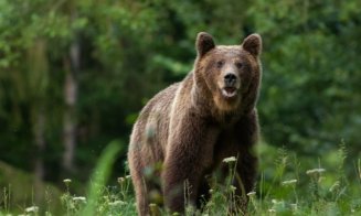 Urs semnalat într-o localitate din Cluj