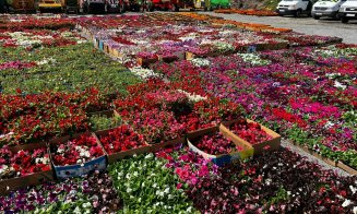 A început campania de plantare de flori la Cluj-Napoca