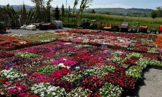 A început campania de plantare de flori la Cluj-Napoca