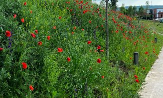 Verde în parcurile Armătura și Feroviarilor