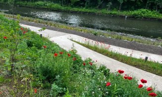 Verde în parcurile Armătura și Feroviarilor