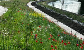 Verde în parcurile Armătura și Feroviarilor