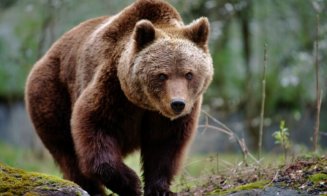 Mesaj RO-Alert! Urs semnalat între două localități din Cluj