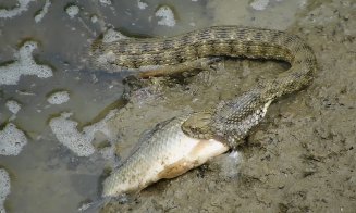 Şarpe flămând: Fotografie de excepţie cu Natrix tessellata în Cluj