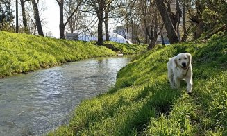 Nouă meserie în Mănăştur. Plimbatul căţeilor :)