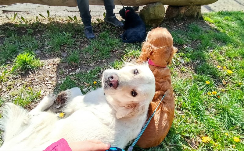 Nouă meserie în Mănăştur. Plimbatul căţeilor :)