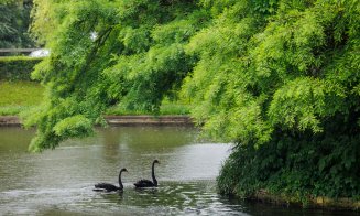 Lebedele negre au ajuns și în acest an în Parcul Central din Cluj-Napoca