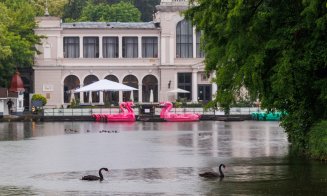 Lebedele negre au ajuns și în acest an în Parcul Central din Cluj-Napoca