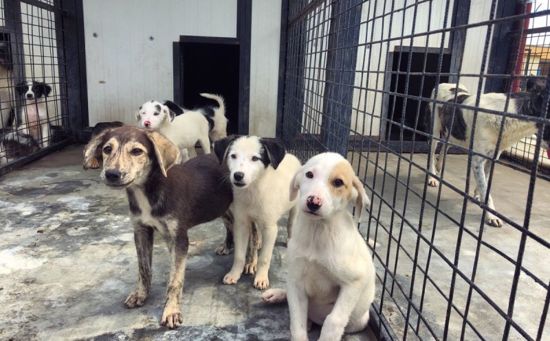 Animalele în pericol din Cluj își vor găsi o casă! Investiție de peste 30.000 de euro