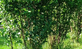 Parc frumos şi nărav prost / IMAGINI din Floreşti