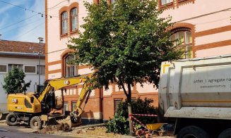 Dezbatere publică pe tema copacilor de pe strada Universității și Kogălniceanu, AZI!